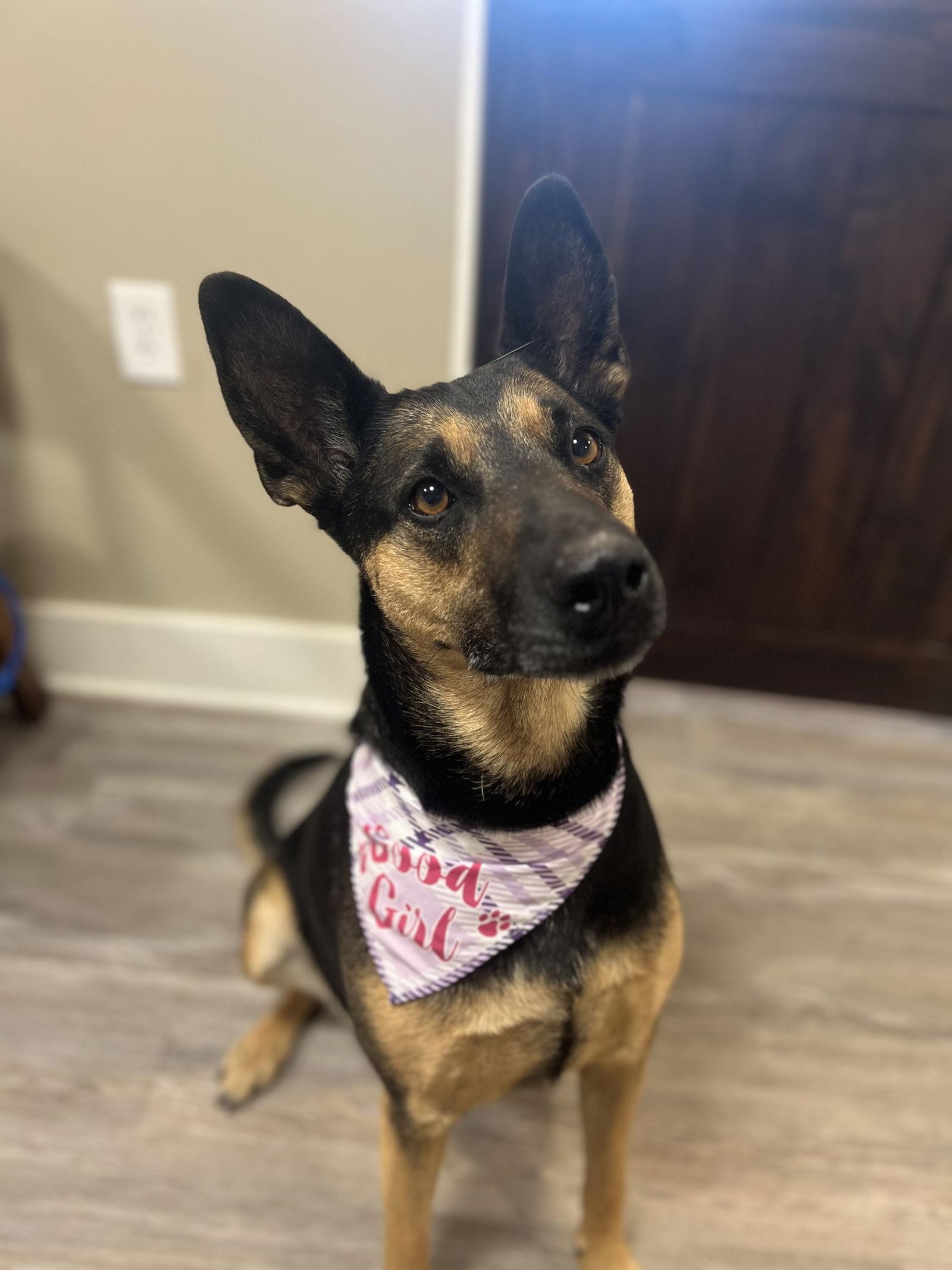 Enlarge Adoption Pending - June, a Adoptable German Shepherd Dog in Emmett, ID image 1/1