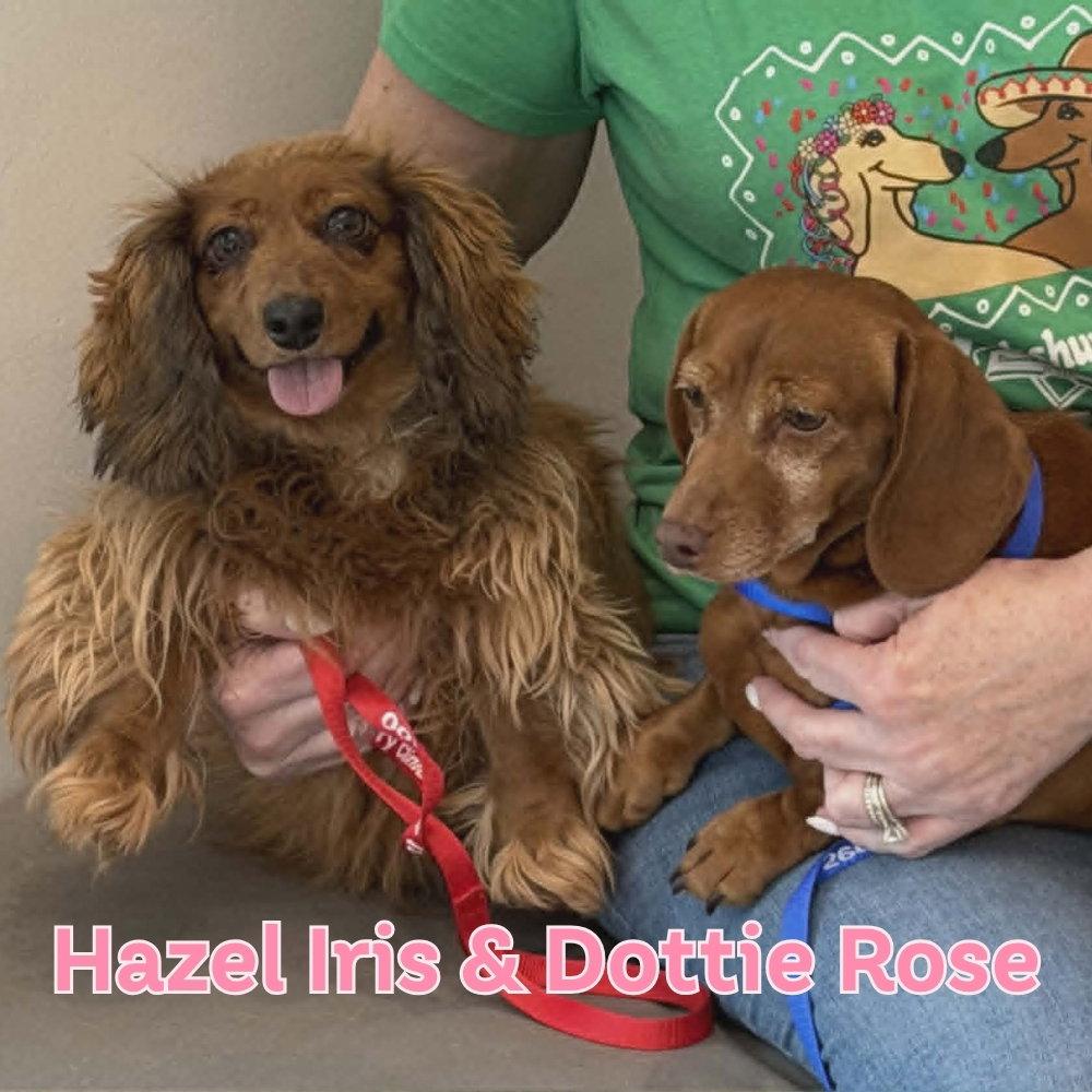 Hazel Iris+, Adoptable, Adult Female Dachshund.