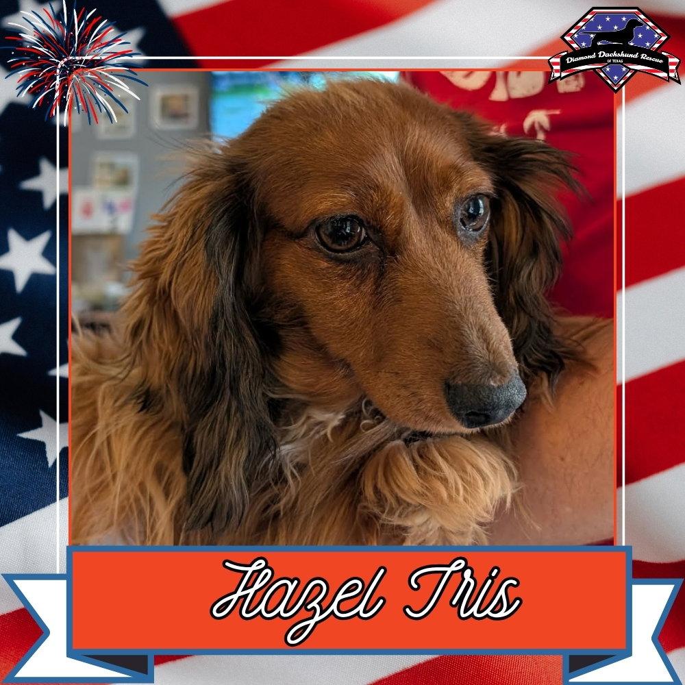 Hazel Iris+, a Adoptable Dachshund in San Antonio, TX image 3/3