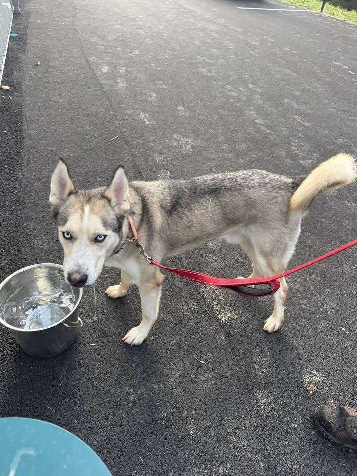 Helios, Adoptable, Adult Male Husky.