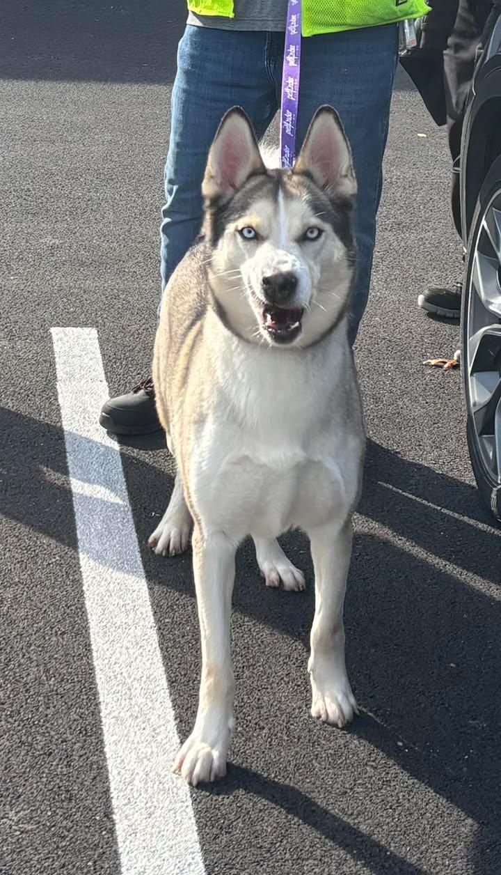 Enlarge Helios, a Adoptable mixed breed in Shepherdsville, KY image 3/6