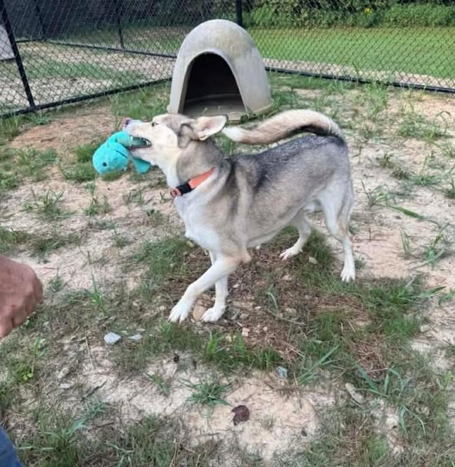 Enlarge Helios, a Adoptable mixed breed in Shepherdsville, KY image 5/6