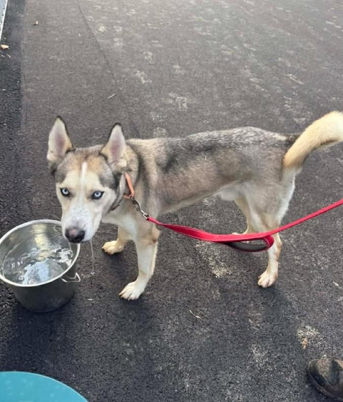 Enlarge Helios, a Adoptable mixed breed in Shepherdsville, KY image 6/6