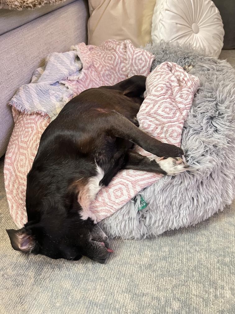 Enlarge Pip, a ADOPTABLE mixed breed in Nashville, TN image 3/5