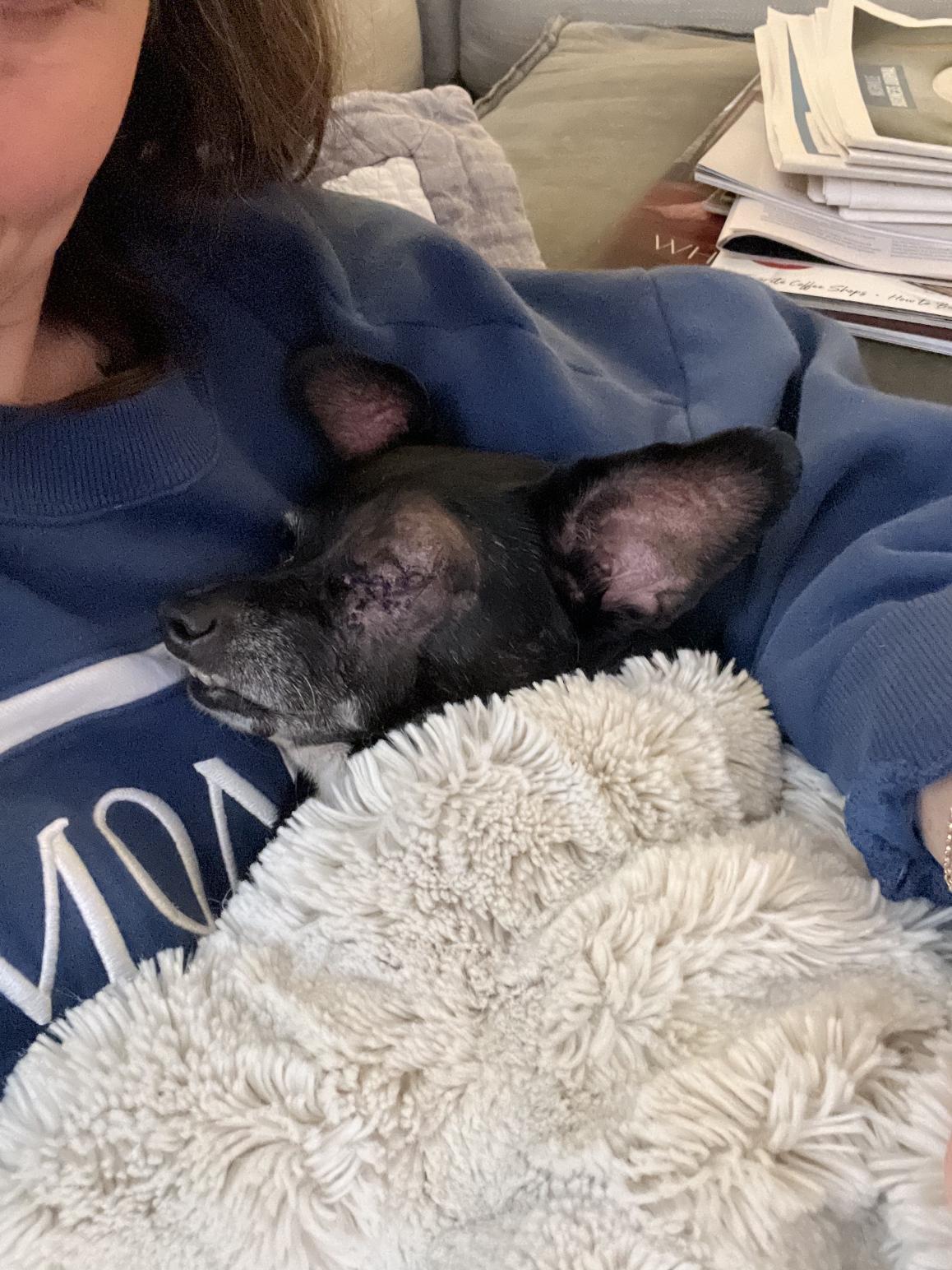 Enlarge Pip, a ADOPTABLE mixed breed in Nashville, TN image 4/5