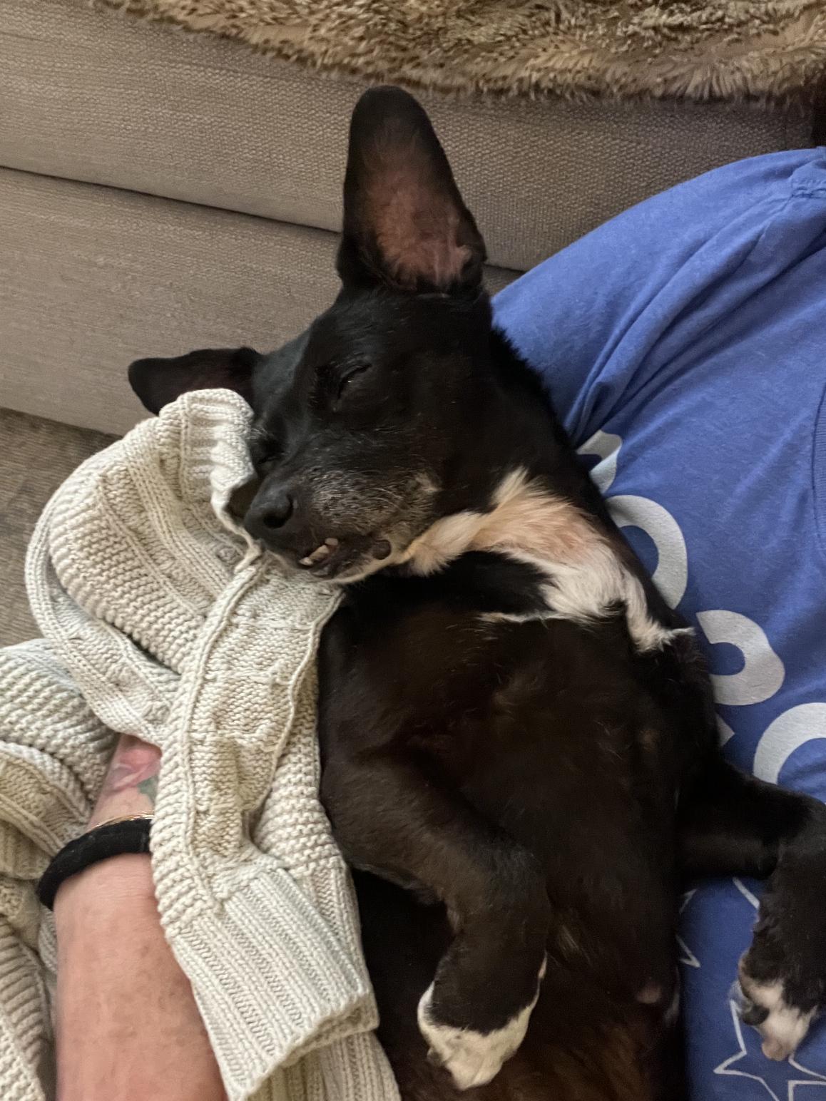 Enlarge Pip, a ADOPTABLE mixed breed in Nashville, TN image 1/5