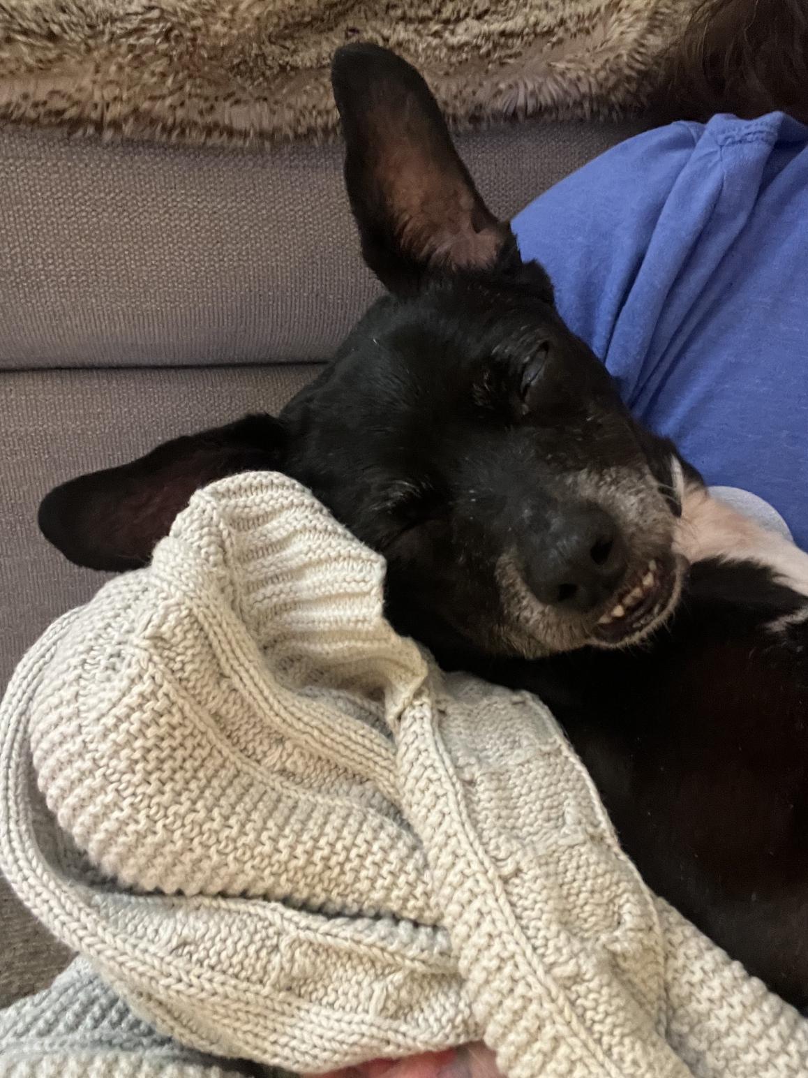 Enlarge Pip, a ADOPTABLE mixed breed in Nashville, TN image 2/5