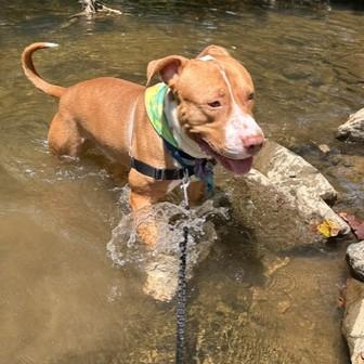 Mr. Fantasy, a Adoptable mixed breed in Washington, DC image 1/3