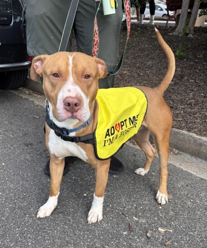 Mr. Fantasy, a Adoptable mixed breed in Washington, DC image 2/3