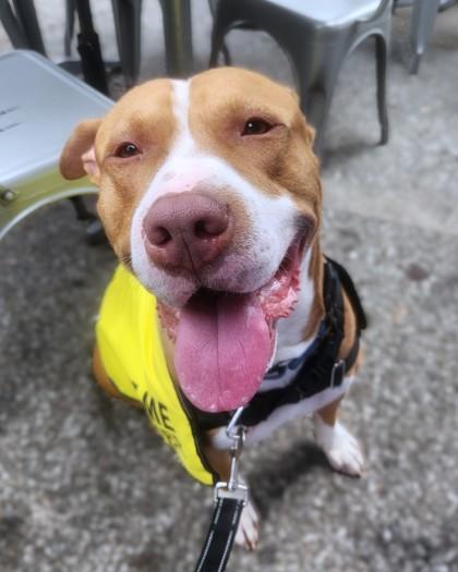Enlarge Mr. Fantasy, a Adoptable mixed breed in Washington, DC image 2/3
