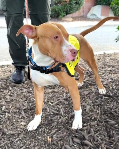 Mr. Fantasy, a Adoptable mixed breed in Washington, DC image 2/3