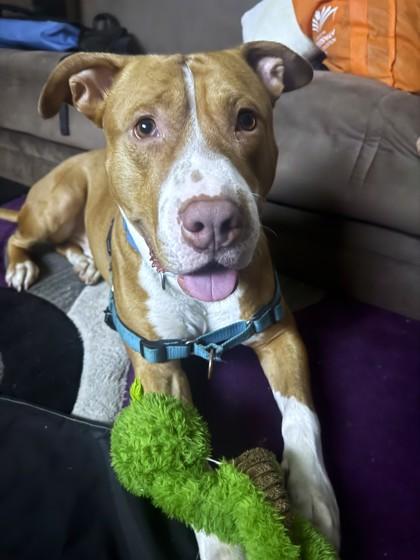 Mr. Fantasy, a Adoptable mixed breed in Washington, DC image 3/3