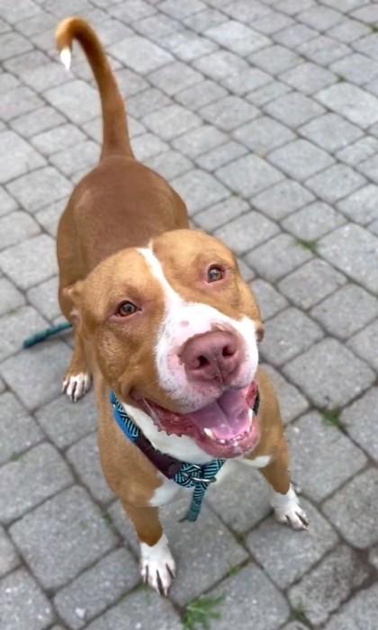 Mr. Fantasy, a Adoptable mixed breed in Washington, DC image 3/3