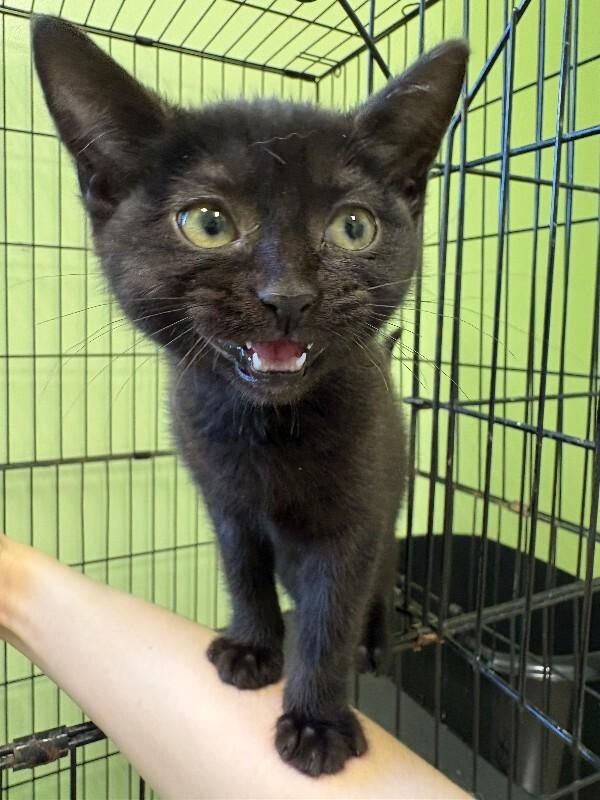 Duchess, Adoptable, Young Female Domestic Short Hair.
