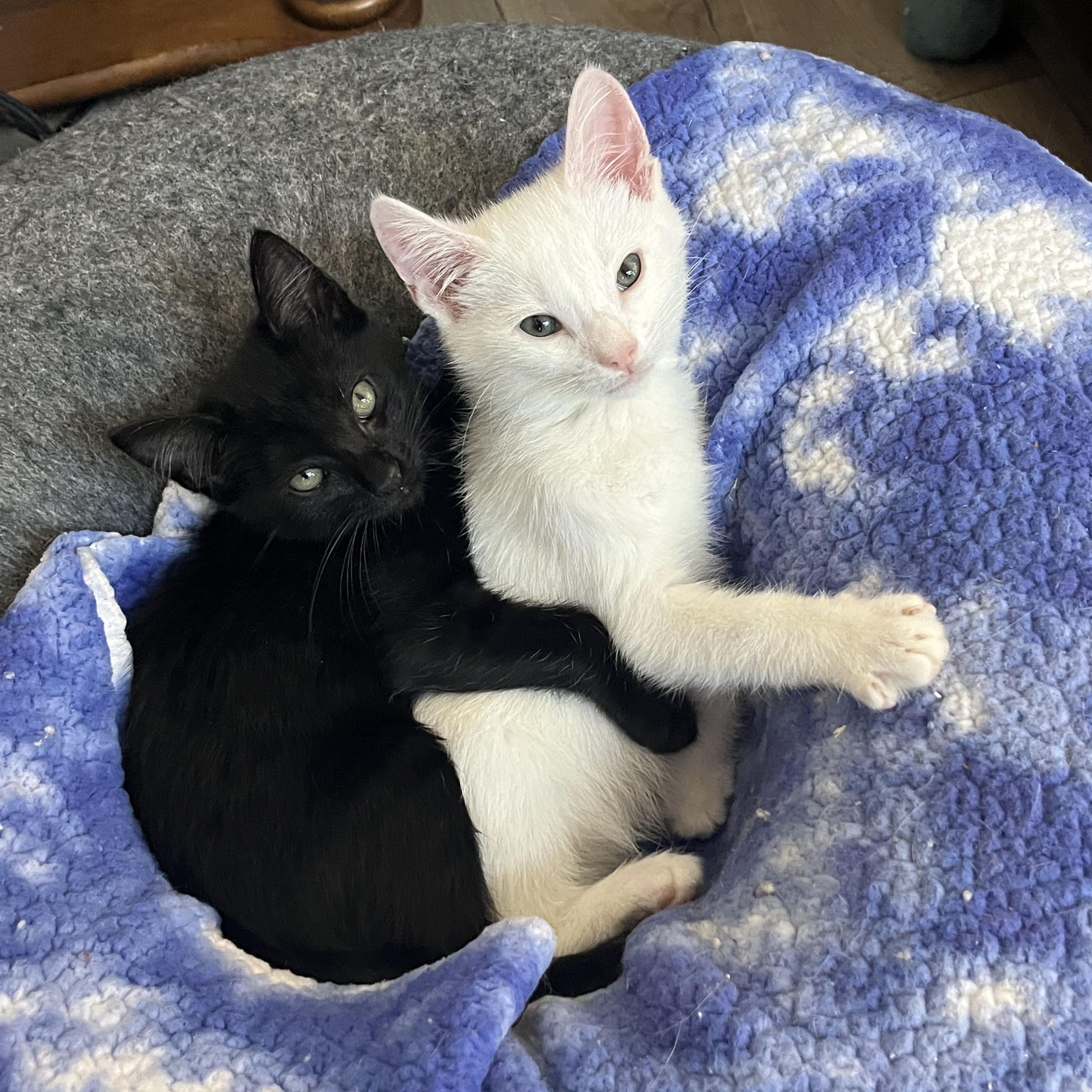 Enlarge Pam, a Adoptable Domestic Short Hair in San Juan Capistrano, CA image 1/3