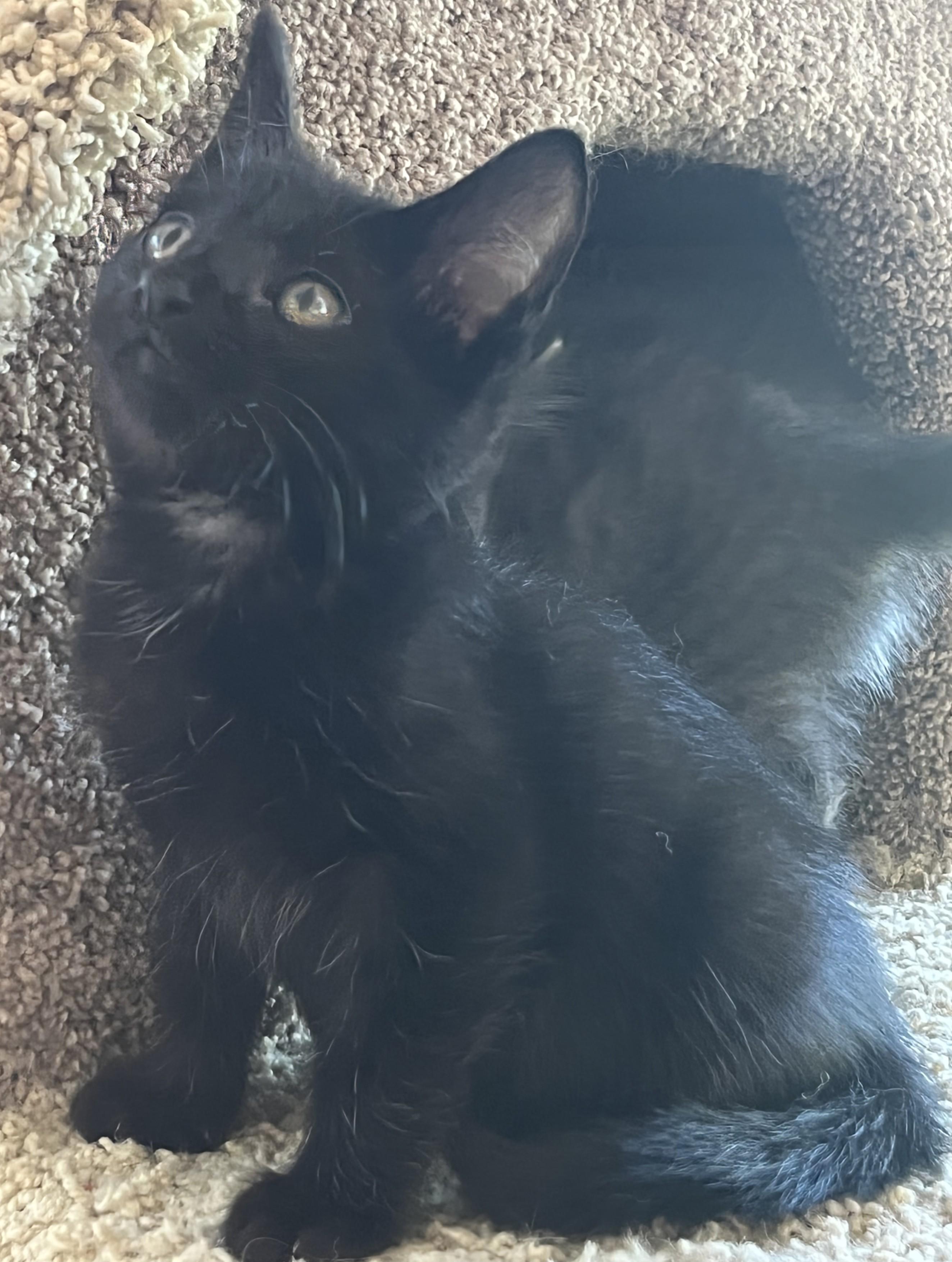 Pam, Adoptable, Kitten Female Domestic Short Hair.