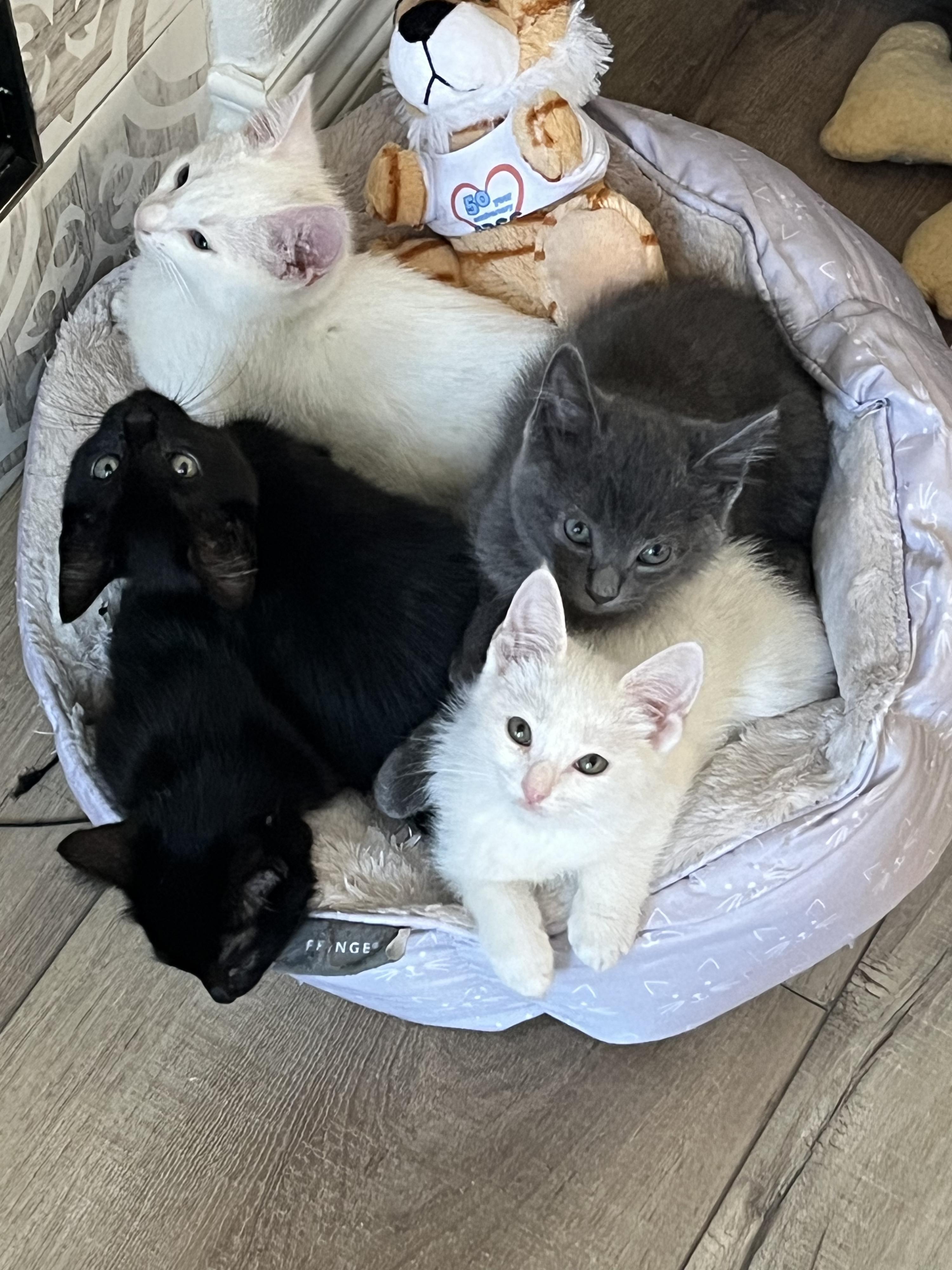 Enlarge Pam, a Adoptable Domestic Short Hair in San Juan Capistrano, CA image 3/3