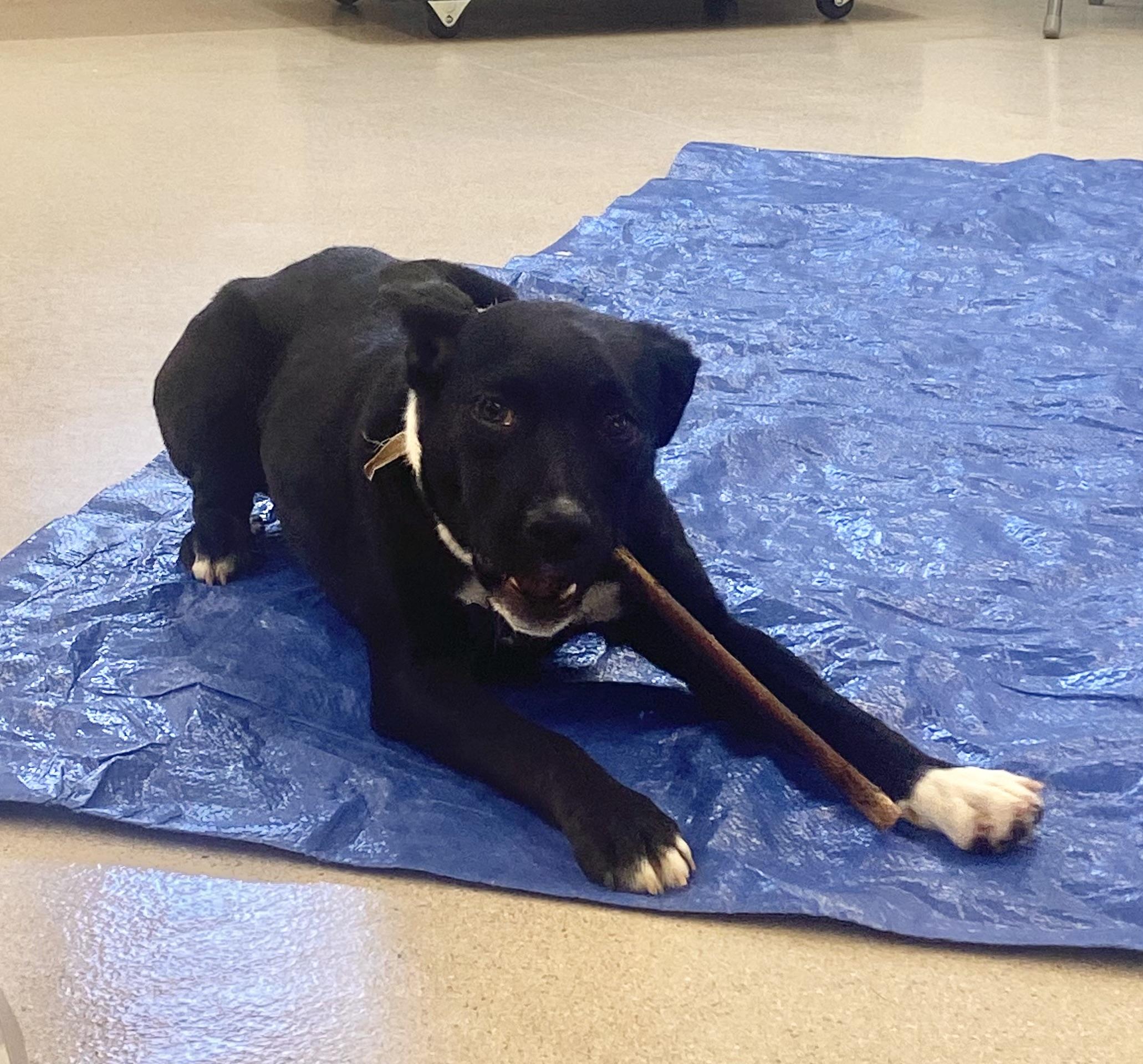 Miss T, an adoptable Border Collie, Black Labrador Retriever in Pocatello, ID, 83201 | Photo Image 4