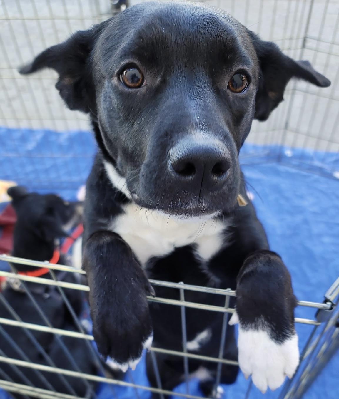 Miss T, an adoptable Border Collie, Black Labrador Retriever in Pocatello, ID, 83201 | Photo Image 1