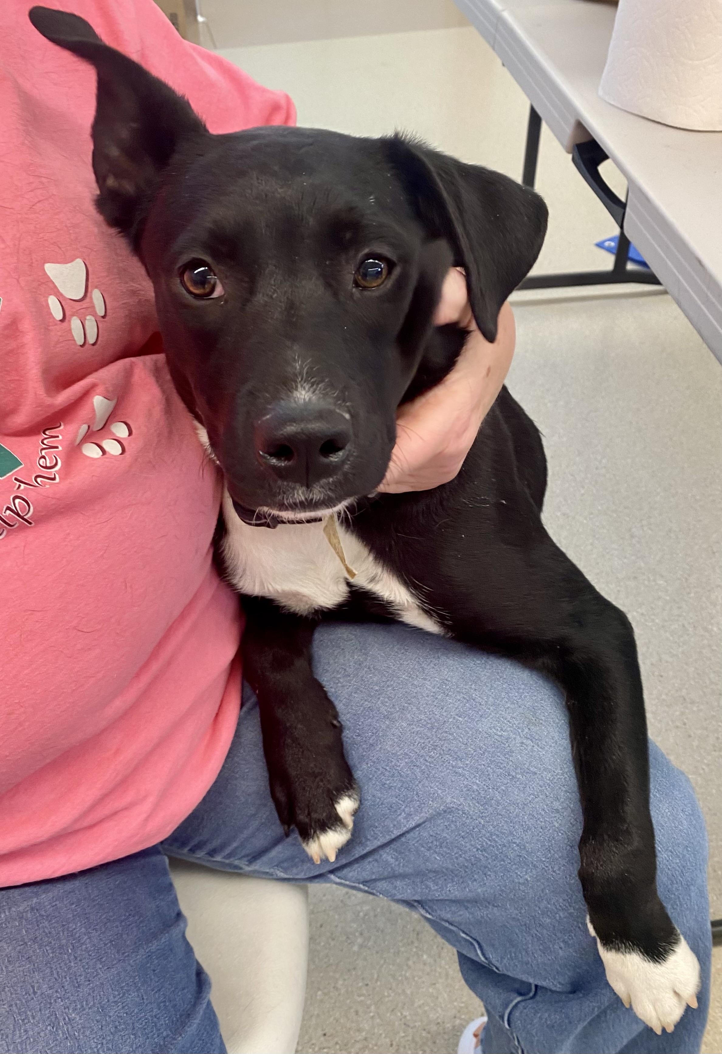 Miss T, an adoptable Border Collie, Black Labrador Retriever in Pocatello, ID, 83201 | Photo Image 3