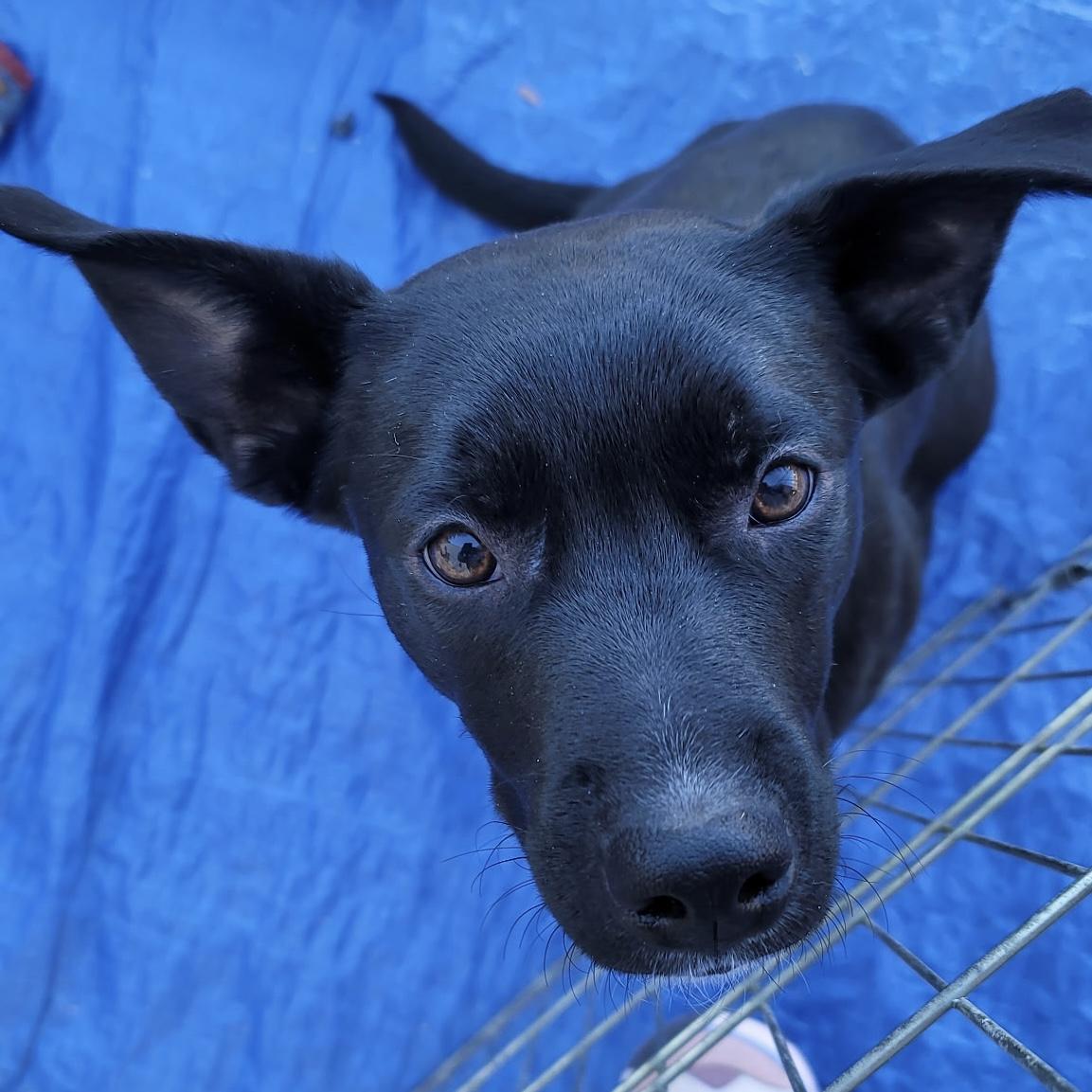 Miss T, an adoptable Border Collie, Black Labrador Retriever in Pocatello, ID, 83201 | Photo Image 5