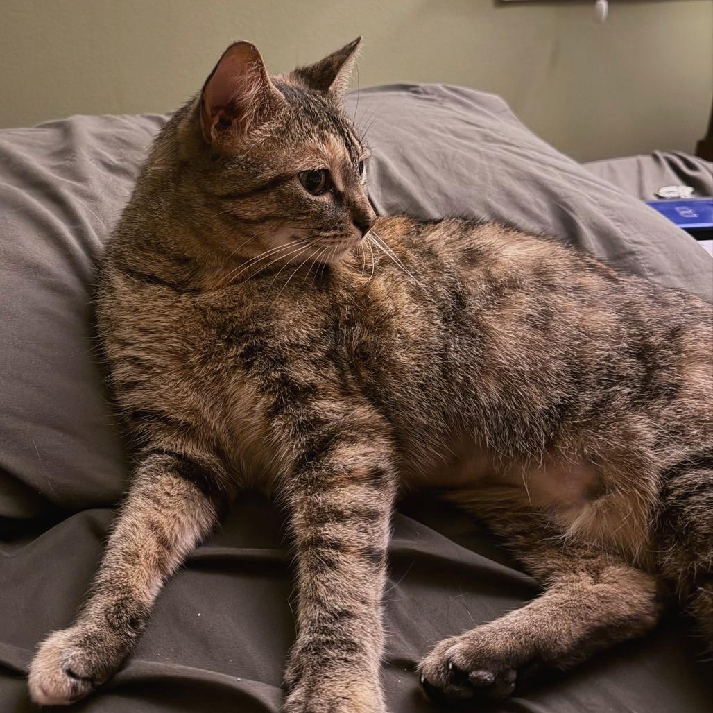 Princess, Adoptable, Adult Female Domestic Short Hair.