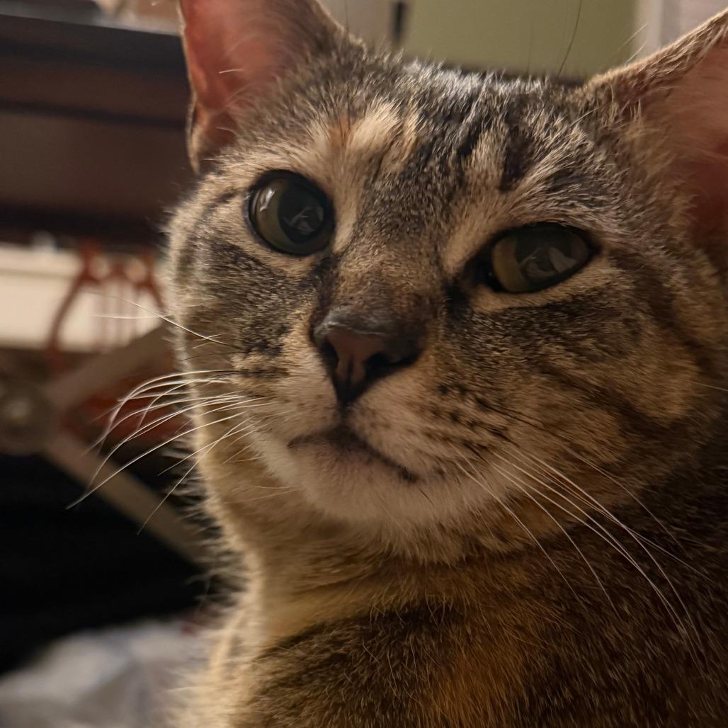 Enlarge Princess, a Adoptable Domestic Short Hair in Falls Church, VA image 1/6