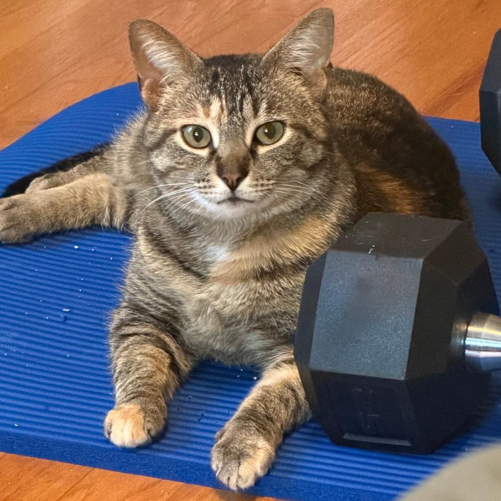 Enlarge Princess, a Adoptable Domestic Short Hair in Falls Church, VA image 2/6