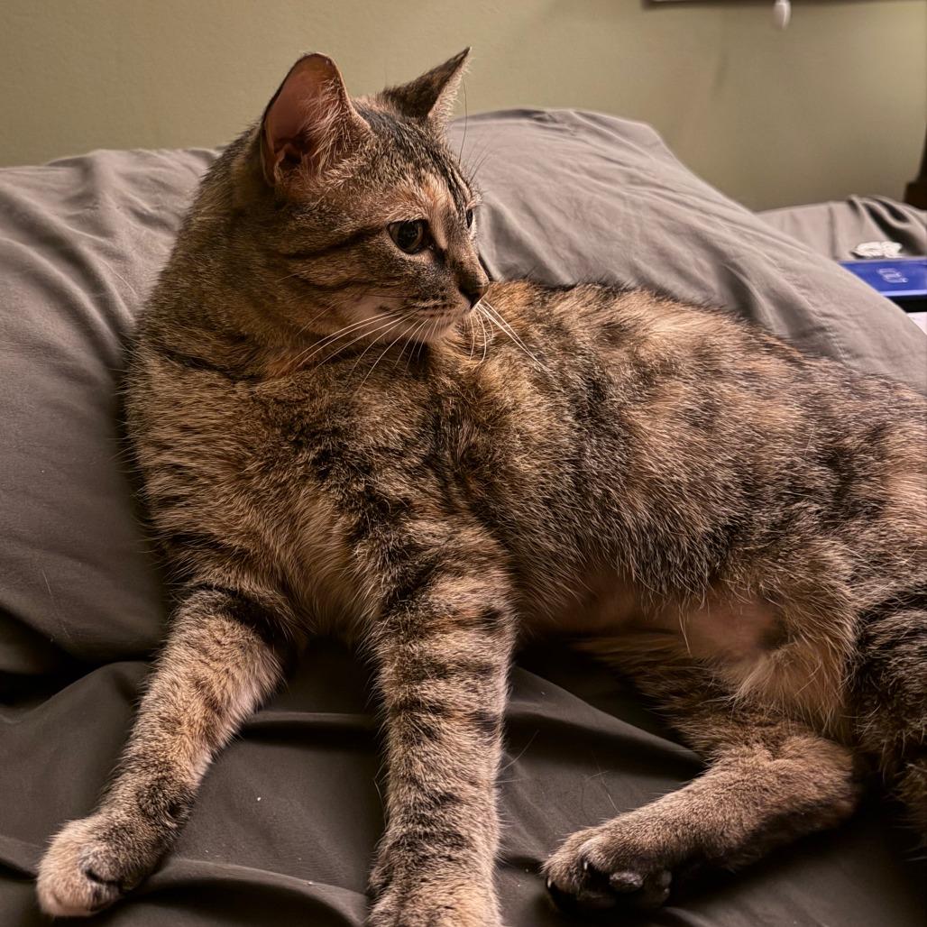 Enlarge Princess, a Adoptable Domestic Short Hair in Falls Church, VA image 3/6