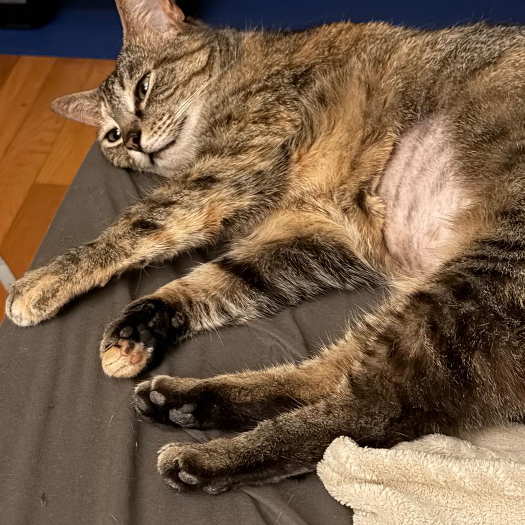 Enlarge Princess, a Adoptable Domestic Short Hair in Falls Church, VA image 4/6