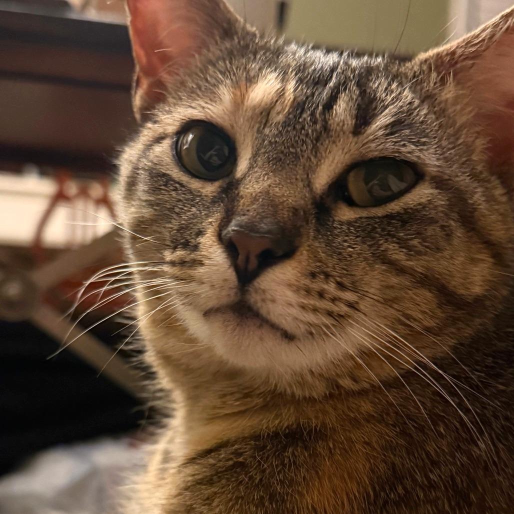 Enlarge Princess, a Adoptable Domestic Short Hair in Falls Church, VA image 2/5