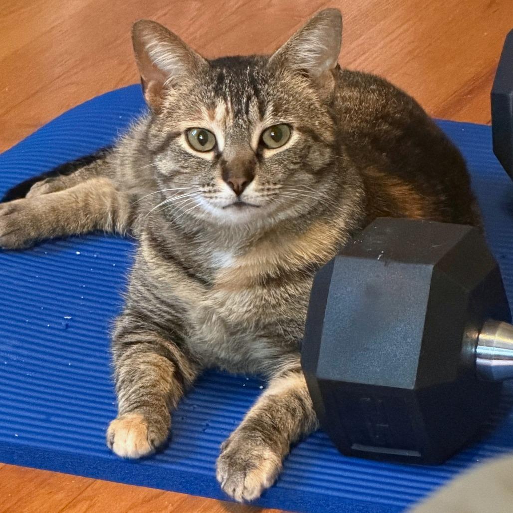Enlarge Princess, a Adoptable Domestic Short Hair in Falls Church, VA image 3/5
