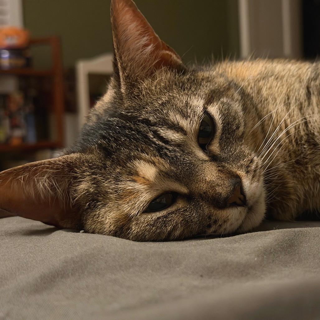 Enlarge Princess, a Adoptable Domestic Short Hair in Falls Church, VA image 4/5
