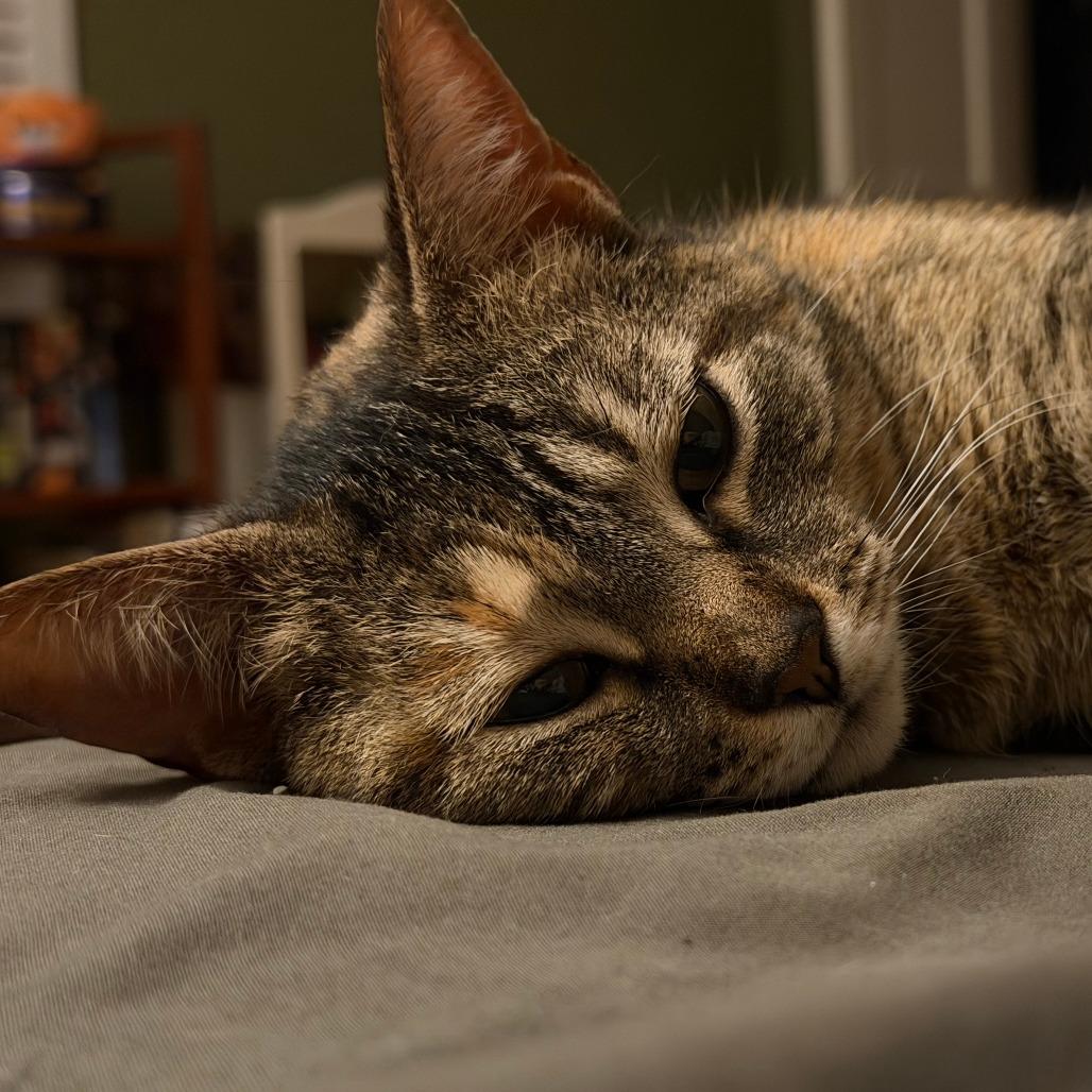 Enlarge Princess, a Adoptable Domestic Short Hair in Falls Church, VA image 5/6