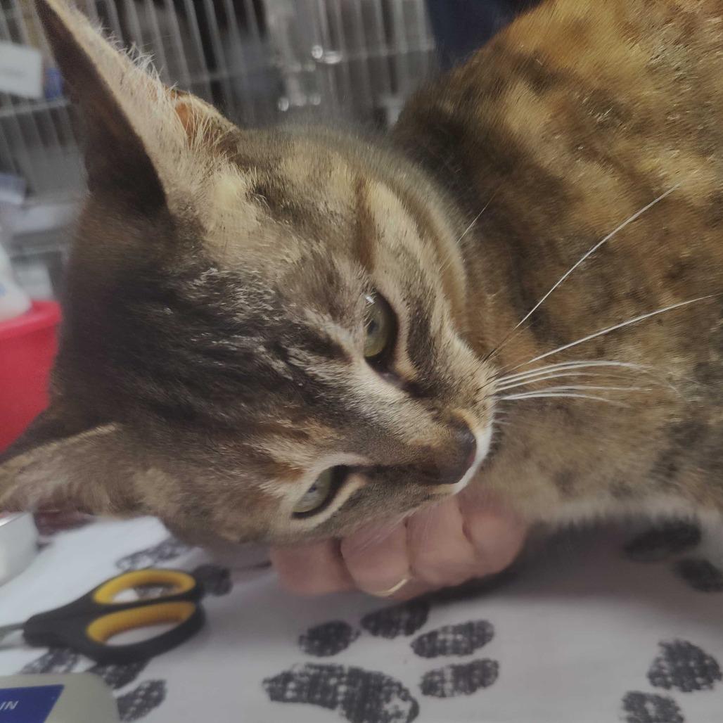 Enlarge Princess, a Adoptable Domestic Short Hair in Falls Church, VA image 6/6