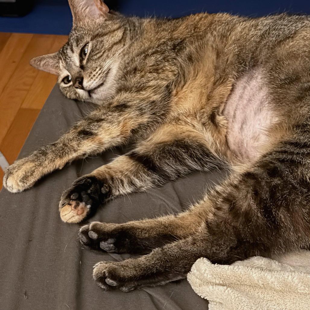 Enlarge Princess, a Adoptable Domestic Short Hair in Falls Church, VA image 5/5
