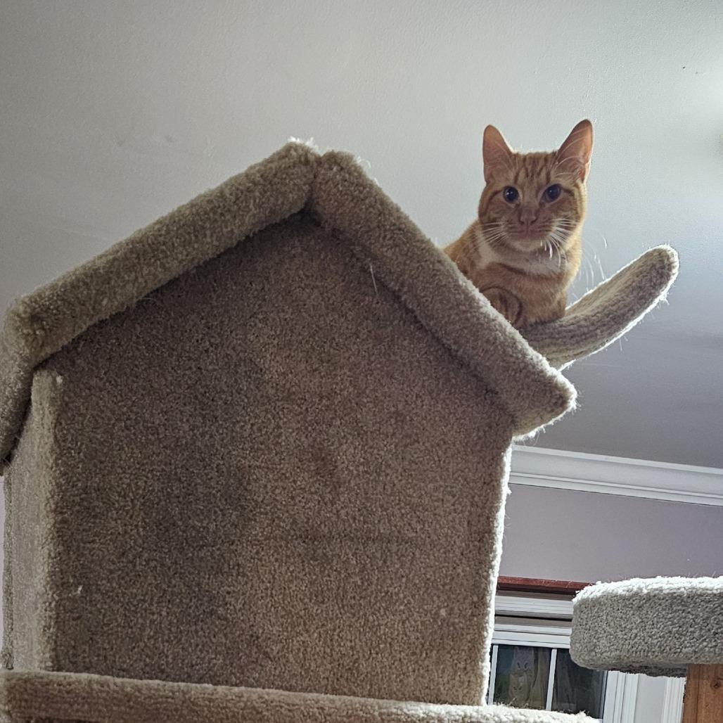 Enlarge Pubert "Bert", a Adoptable Domestic Short Hair in Tuscaloosa, AL image 1/4