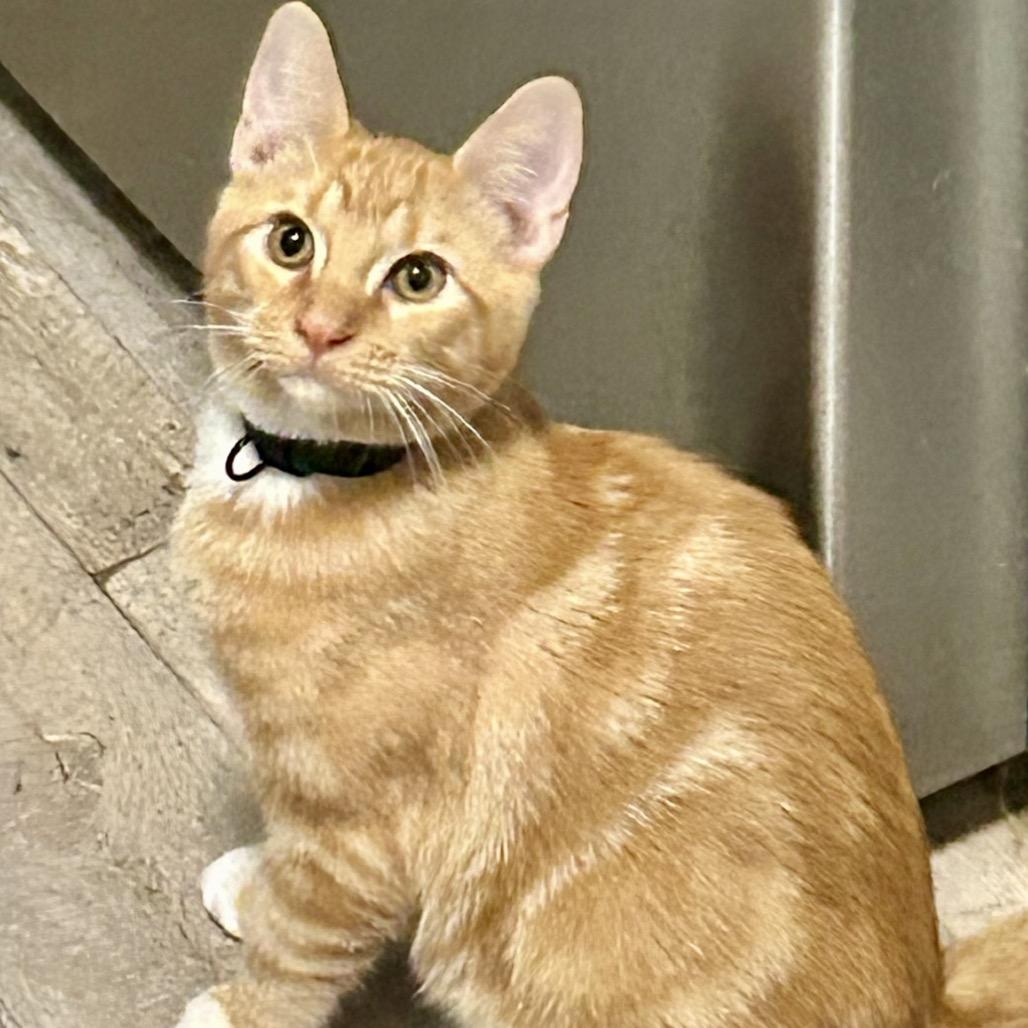 Pubert "Bert", Adoptable, Young Male Domestic Short Hair.