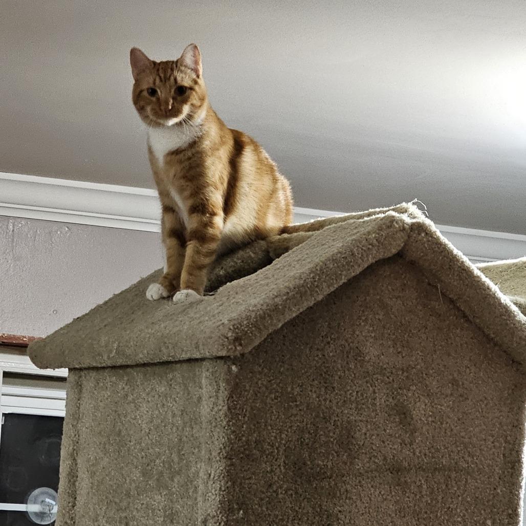 Enlarge Pubert "Bert", a Adoptable Domestic Short Hair in Tuscaloosa, AL image 4/4