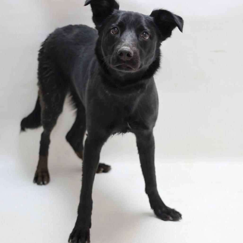 Enlarge Locust, a Adoptable mixed breed in Casa Grande, AZ image 1/1