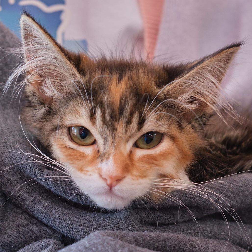 Enlarge Carrot Cake, a Adoptable Domestic Long Hair in Morgan Hill, CA image 1/1