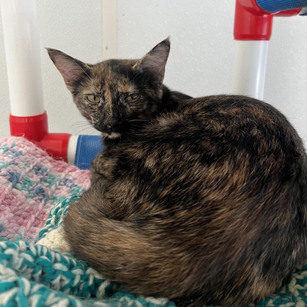 Sparrow, Adoptable, Young Female Domestic Short Hair.