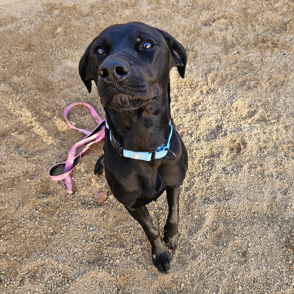 Enlarge River, a Adoptable Black Labrador Retriever in Reno, NV image 1/4
