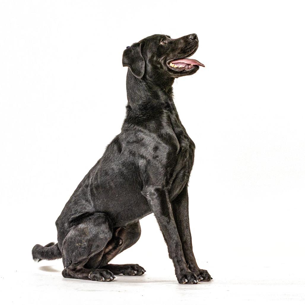 Enlarge River, a Adoptable Black Labrador Retriever in Reno, NV image 2/4