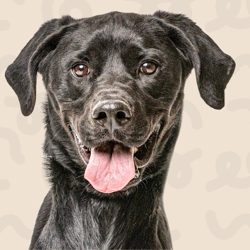 Enlarge River, a Adoptable Black Labrador Retriever in Reno, NV image 3/4