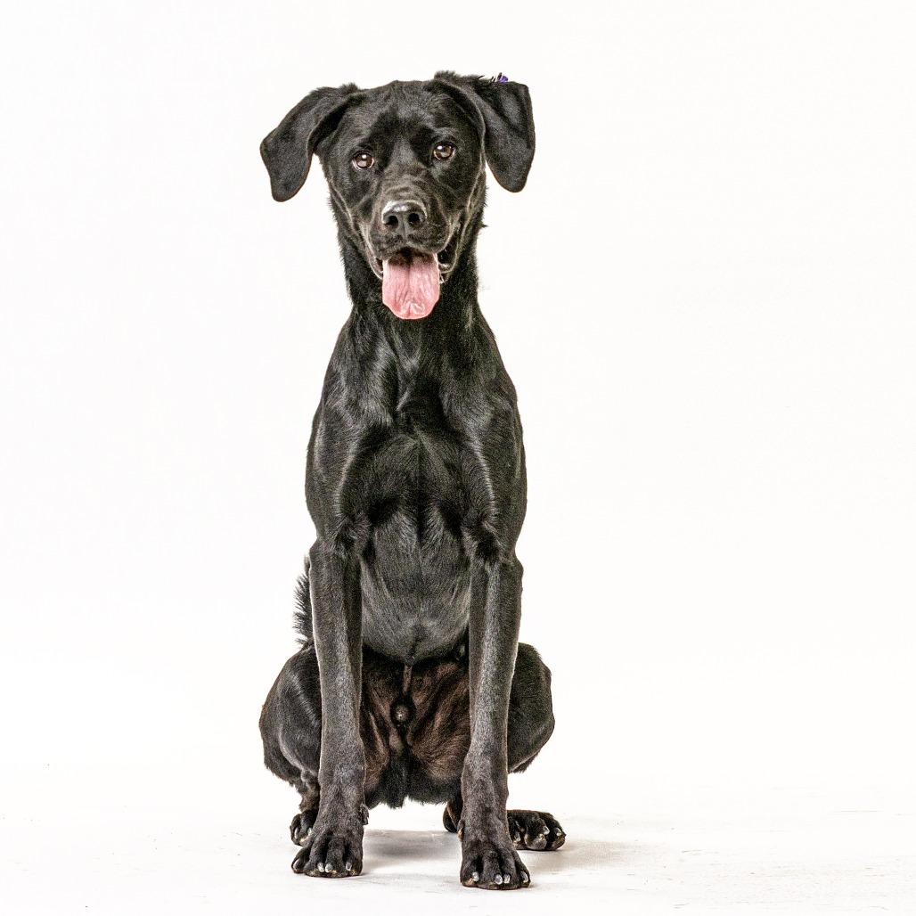 Enlarge River, a Adoptable Black Labrador Retriever in Reno, NV image 4/4