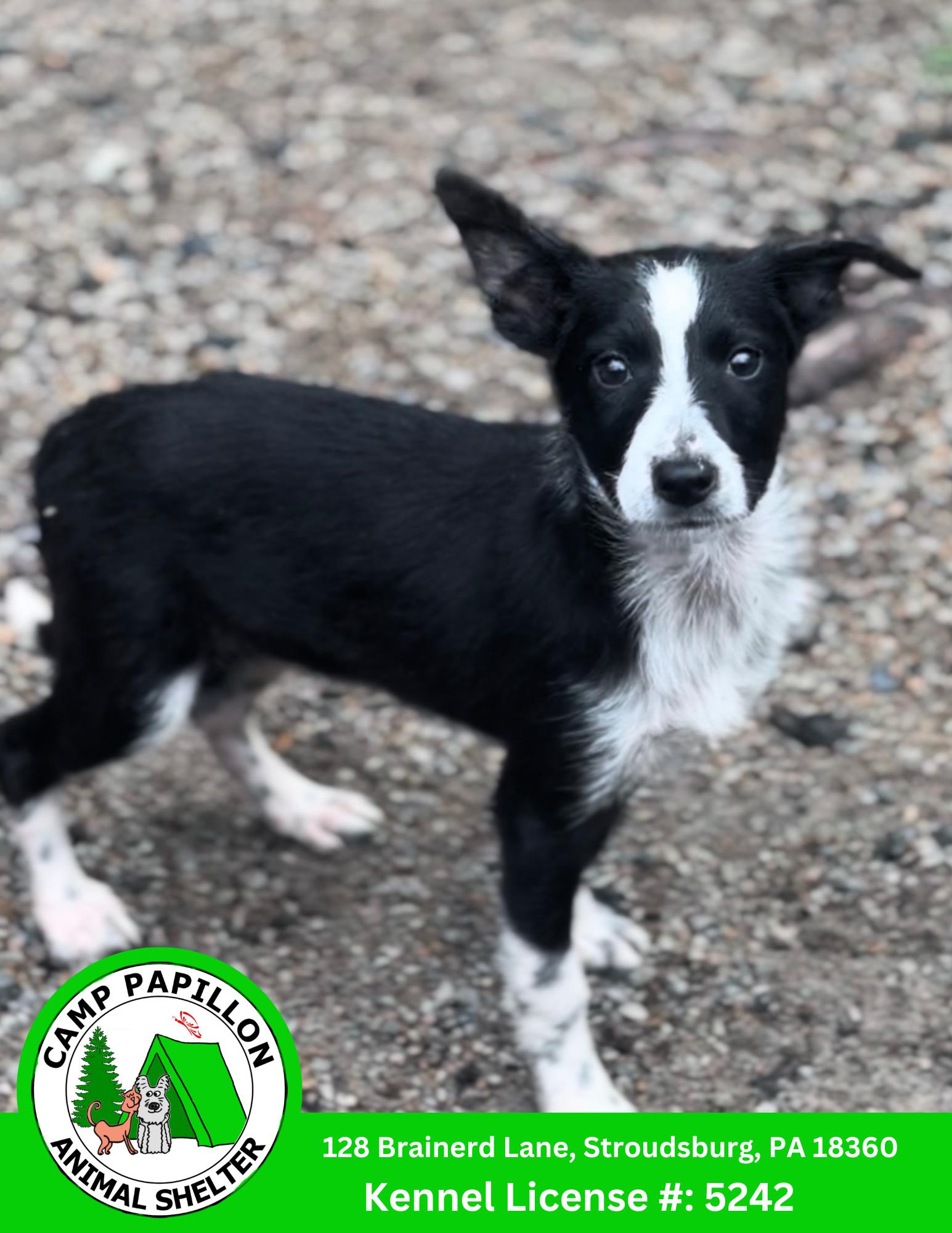 Inky, Adopted, Young Female Border Collie.