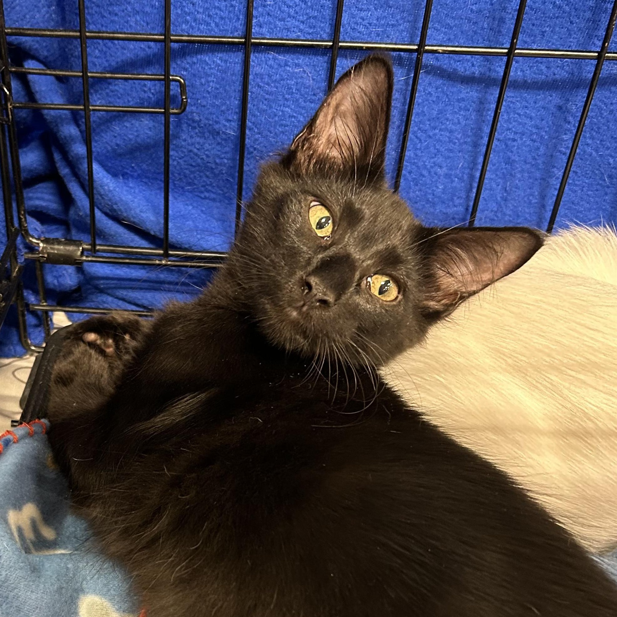 Starsky and Hutch (BONDED Brothers)