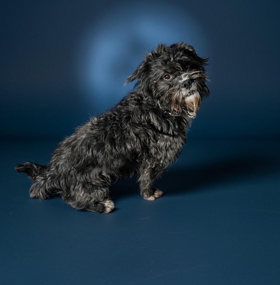 Harry, Adoptable, Adult Male Terrier.