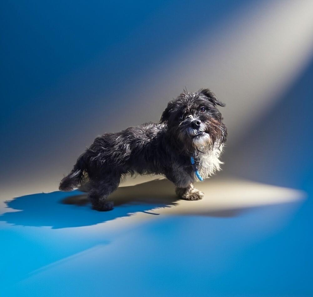 Enlarge Harry, a Adoptable mixed breed in Draper, UT image 2/3